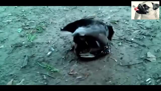 Funny Chickens Try Not To Laugh - Funniest Animals Videos 2021