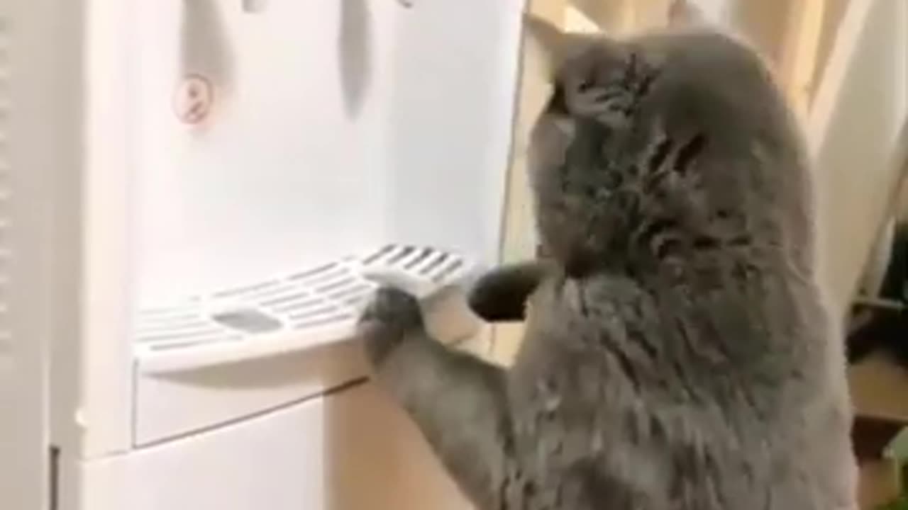 Intelligent cat