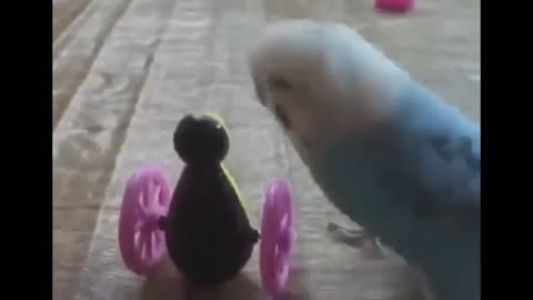 Parrot fights with a toy