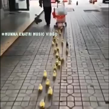 Top 2 video, beautiful videos on birds growing | wildlife animals