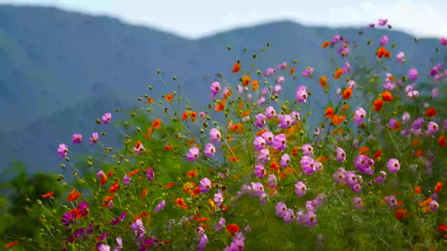 Cosmos flowers meadow