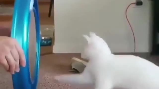 Cat and a mirror #shorts 😹