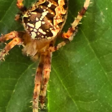 Cross spider in close-up on a leaf / beautiful insect in nature.