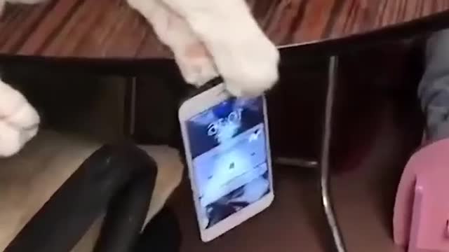 Cat save this Phone