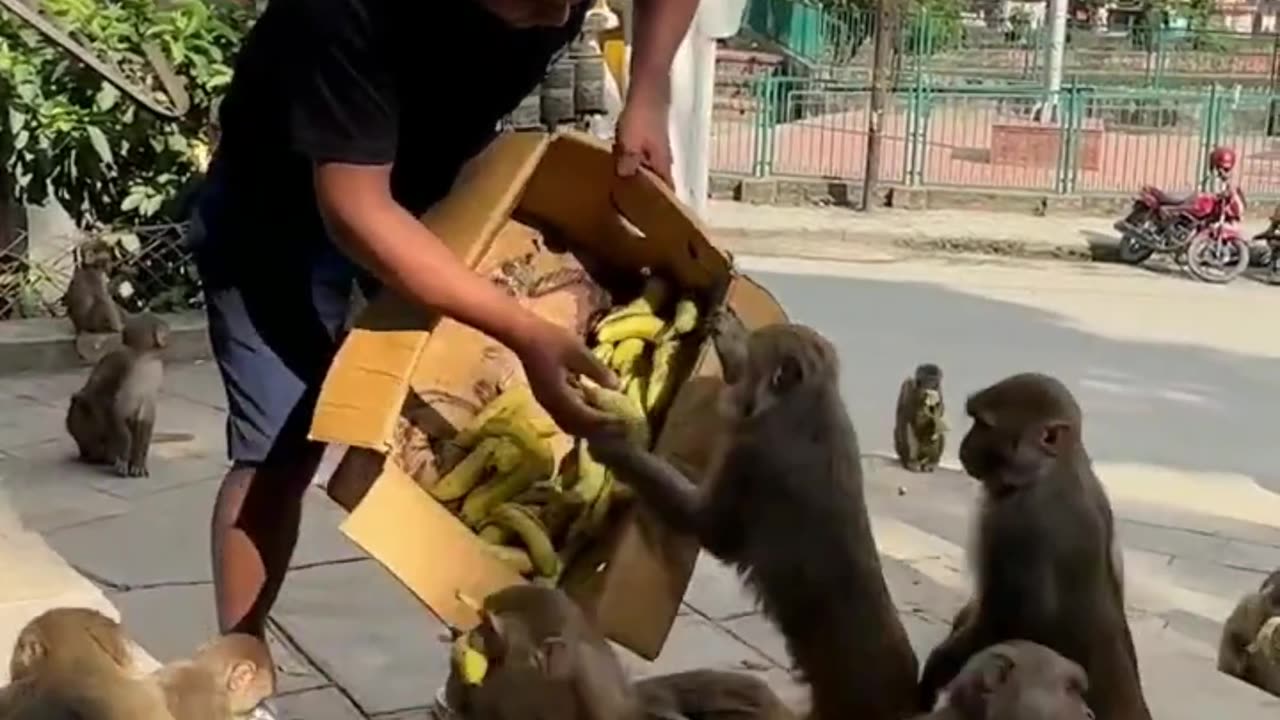 Feeding a Box of Bananas to a Group of Hungry Monkeys