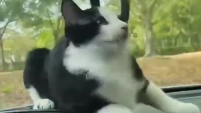 Baby Cats - Cute and 😂 Funny Cat Videos Compilation 🐈 #12 || Cutest Kitten