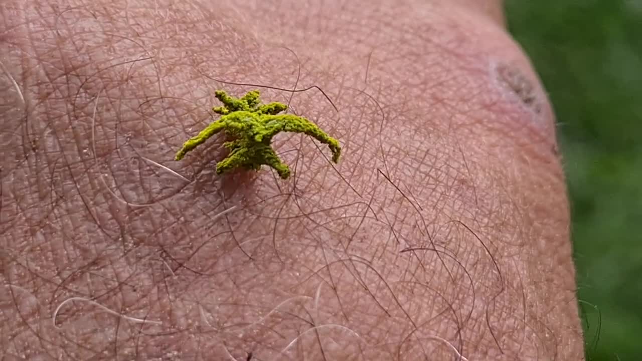 LOOK LIKE LINT - Weird and Wonderful Eucyclodes Caterpillar