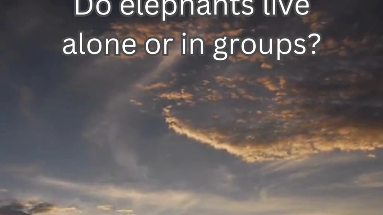 Elephant Fact 9 - Do elephants live alone or in groups?