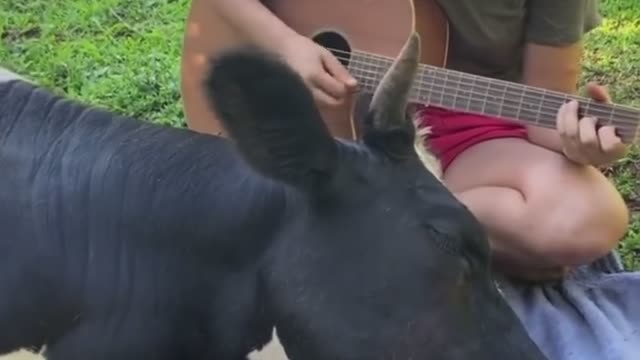 See what happened when the cow heard the music