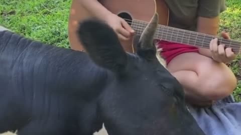 See what happened when the cow heard the music