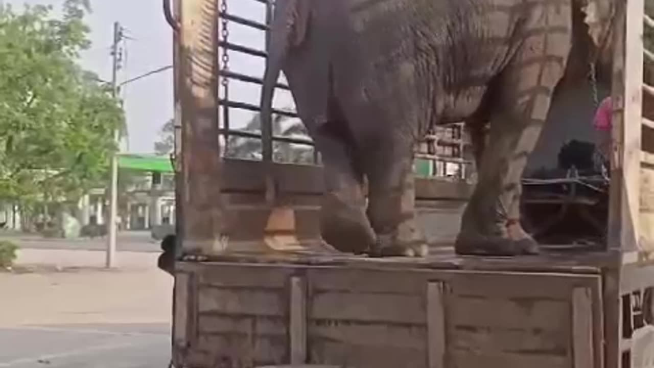 Elephant loading in a truck