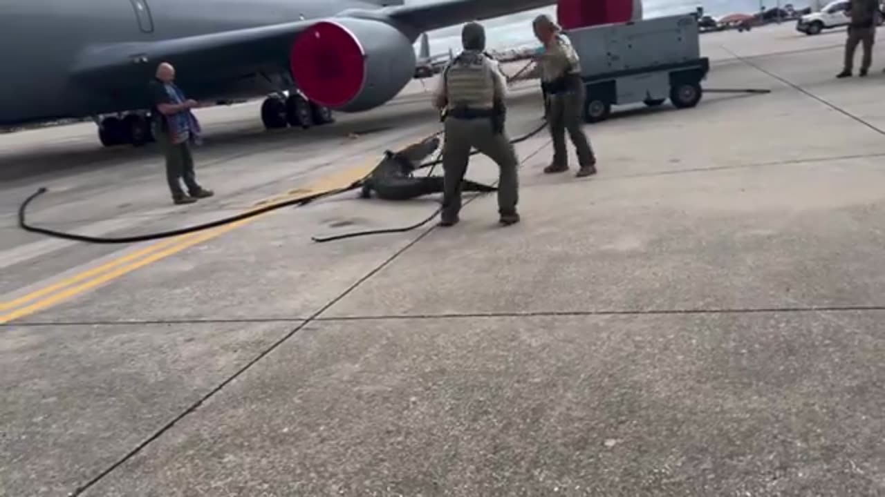 Alligator on a tarmac at MacDill Air Force Base in Tampa. 4/22/24