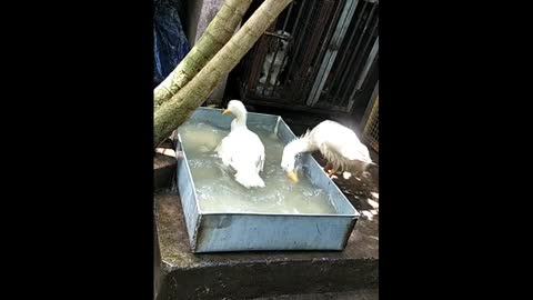 Couple Duck take Bathing Atrocities in Swimming pool...