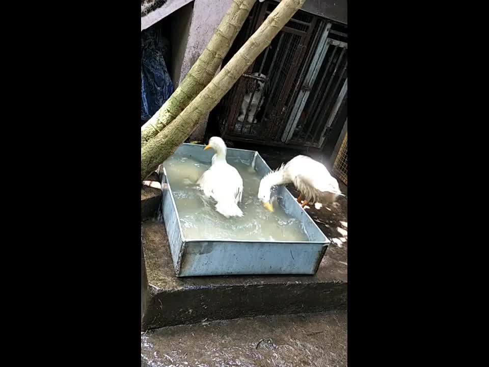 Couple Duck take Bathing Atrocities in Swimming pool...