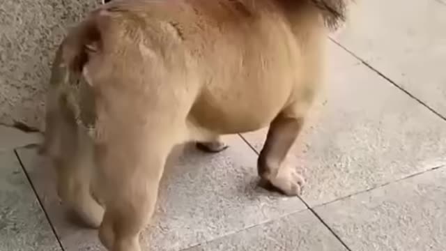 Funniest lion😂