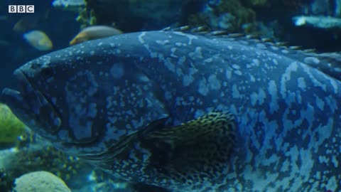 The Impact of Keeping Exotic Fish | Dan O’Neill Investigates