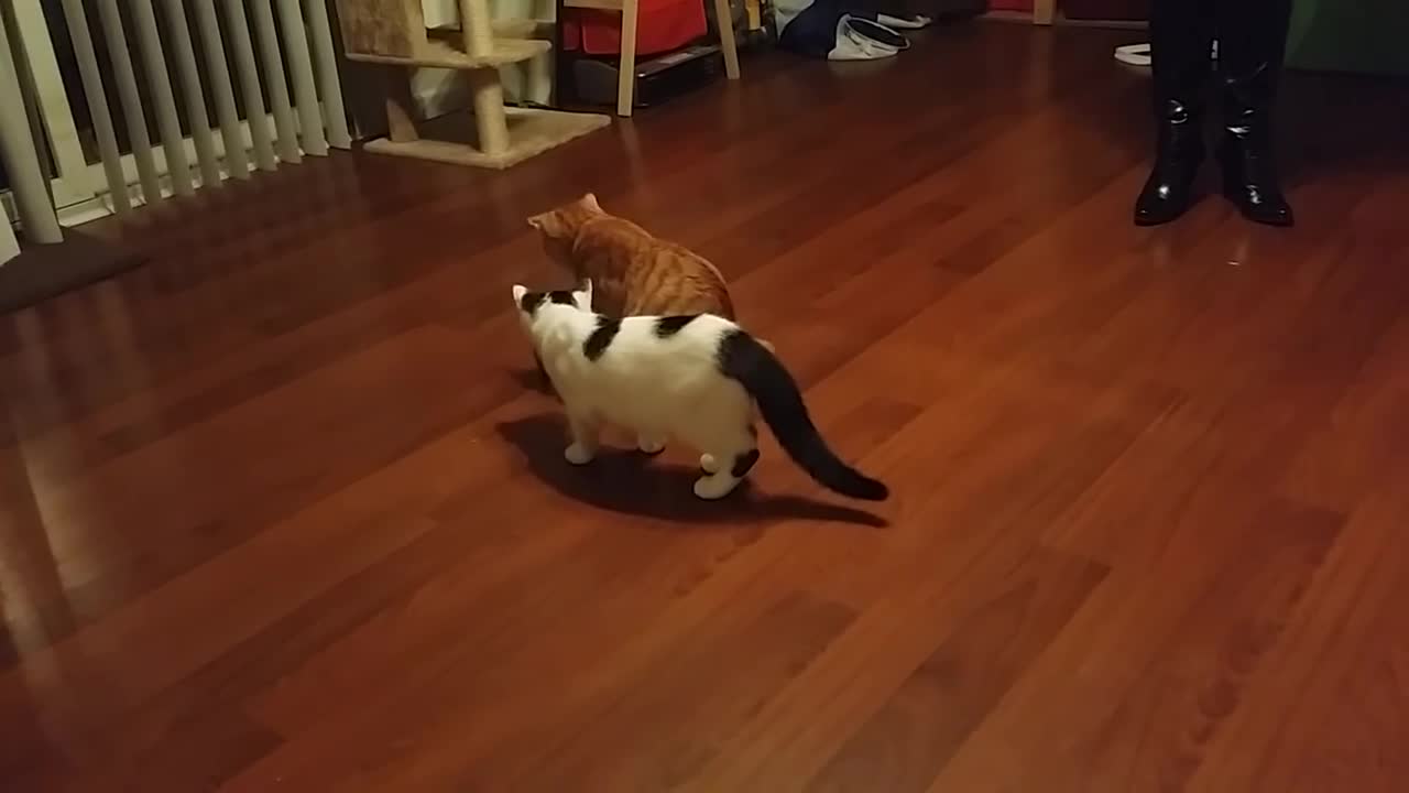 Ferocious Kitty runs from cute little Bearded Dragon