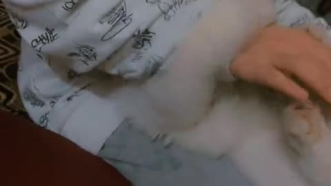 Funny cats