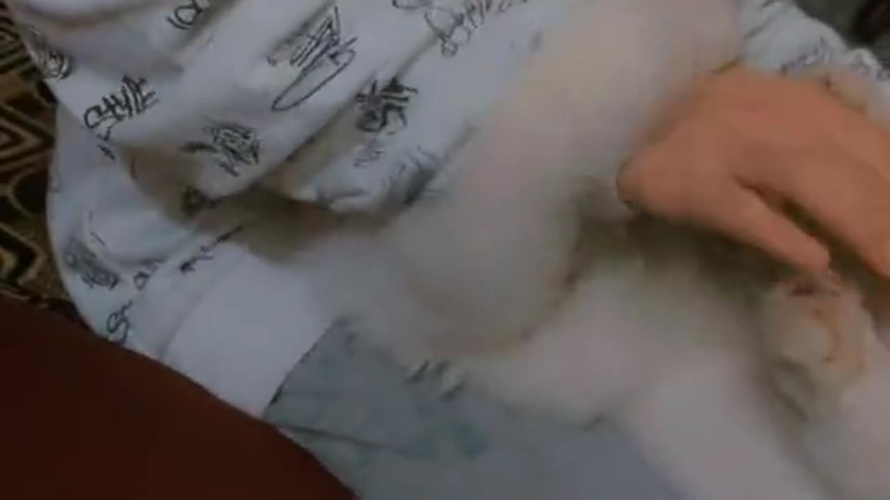 Funny cats