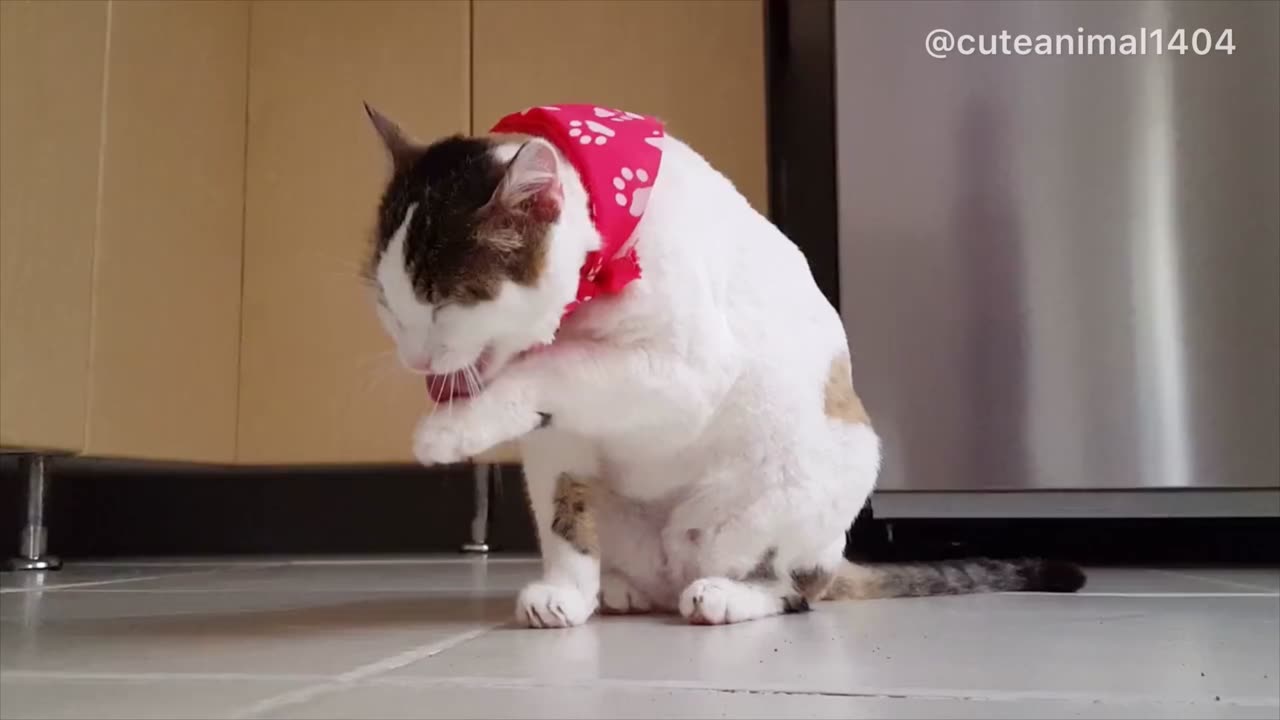 Cute Animals video || Cute Cat And Dogs