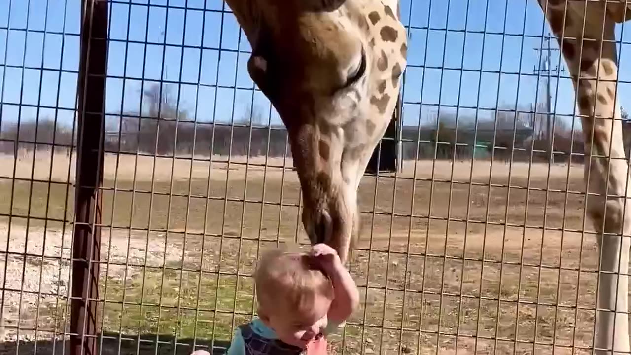 Cute Giraffe Gives Baby Smooches! - The Pet Collective