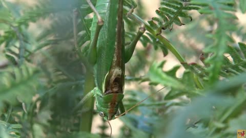 Deep look into the nature . The grasshopper makes amazing music !