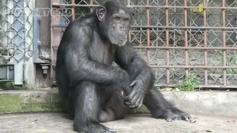Funny Animals 2021 )))))))))))))))))))))))