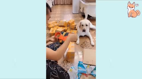 t Dogs Compilation #16 | Cute Buddy