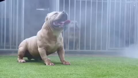 Worlds Strongest American Bully