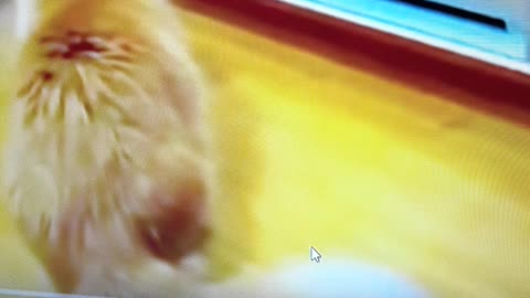 It a cat