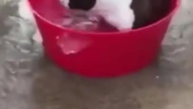 Dog crying sad and others playing