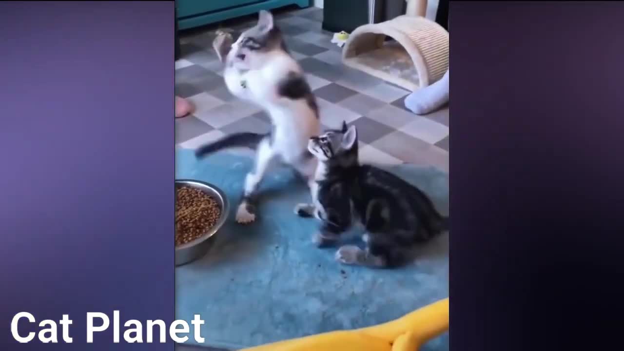 Compilation of funny videos of cats, you will die laughing.