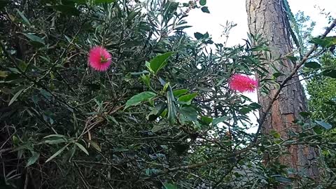 One of our Callistemon trees, ( Perth Pink ) 30th August 2021