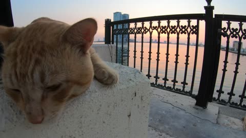 ED SHEERAN - Homeless cat in Ras Al Khaimah, UAE #cat #cats #EdSheeran #emirates #rak #ae #UAE #food
