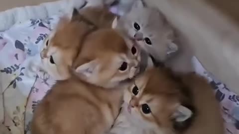 Kittens