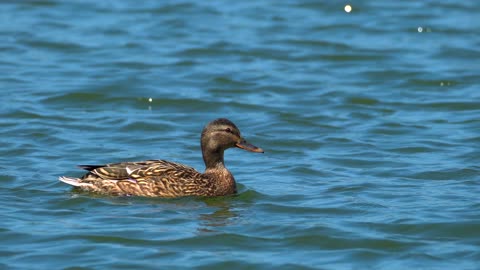 A duck paddling on the lake surface