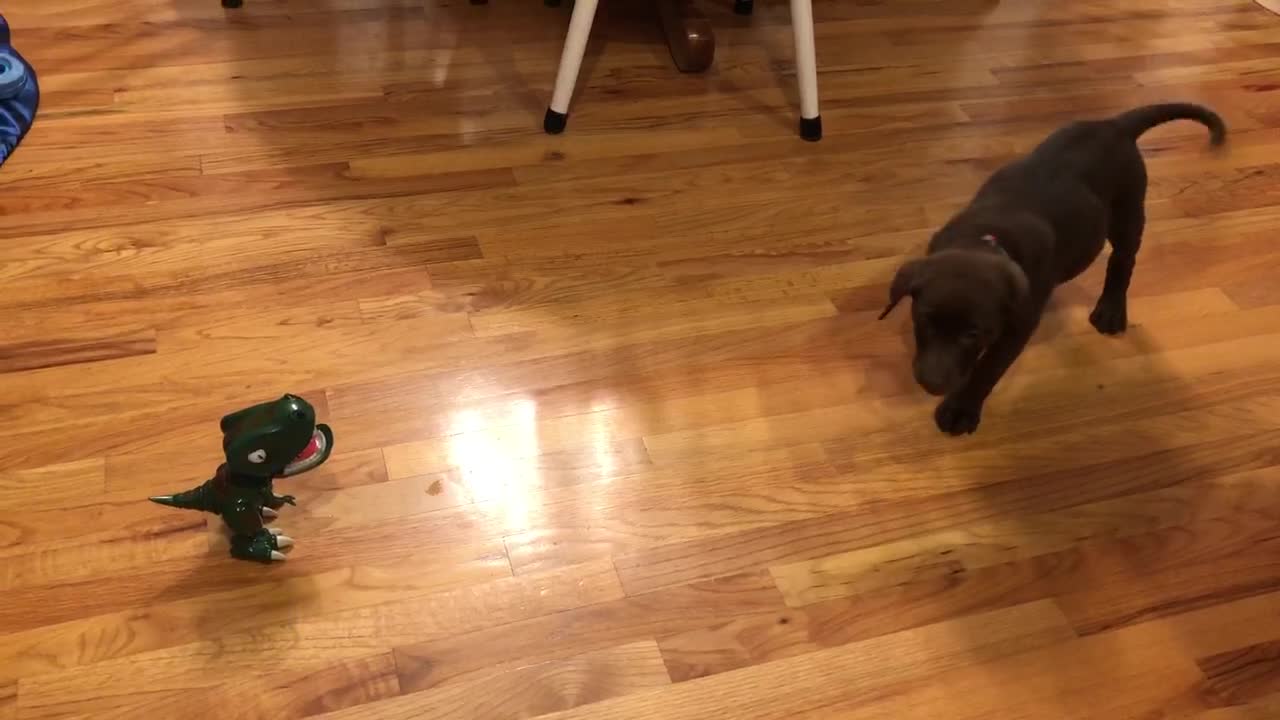 Puppy Vs T-Rex