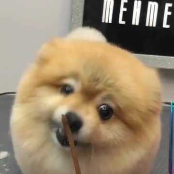 A dog who always loves beauty