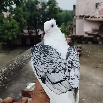 Beautiful Bird 🐦🕊️