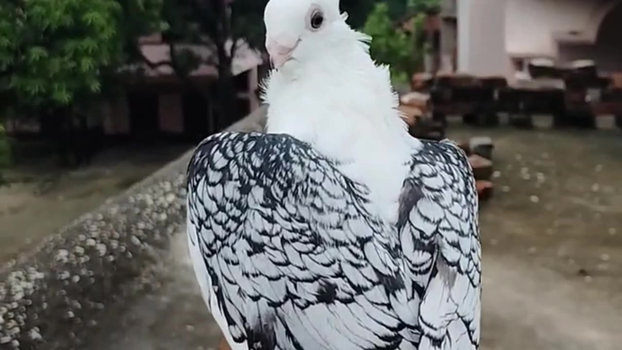 Beautiful Bird 🐦🕊️