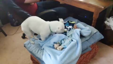 Cut dog ll amazing funny cut dog ll dog play with baby girl