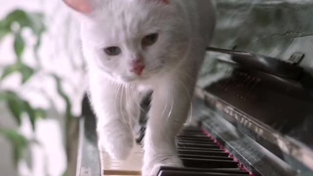 Sheen white cat play piano