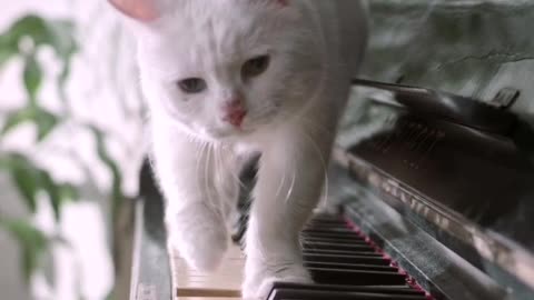 Sheen white cat play piano