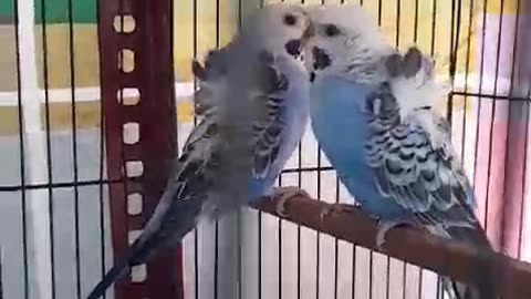 Hogoromobudgies