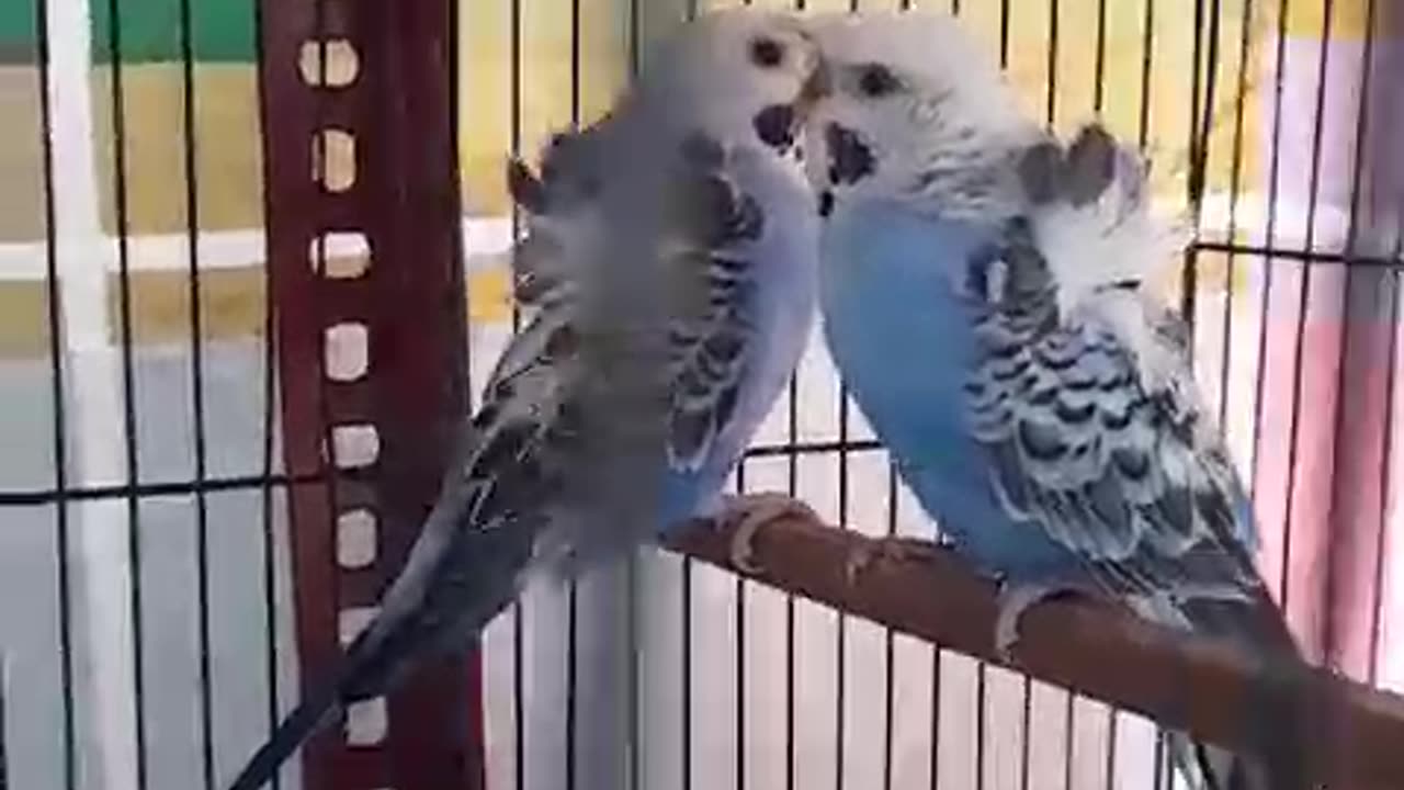 Hogoromobudgies