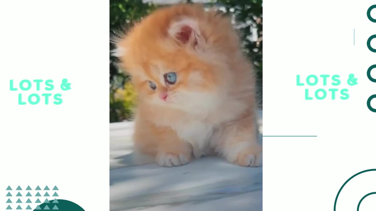 Mom Cat playing and talking to her Cute Meowing baby Kittens