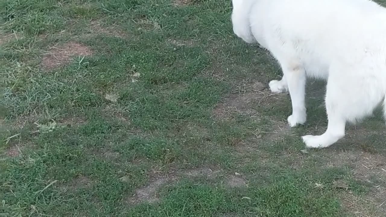 Husky Bamboozled By Fake Bunny