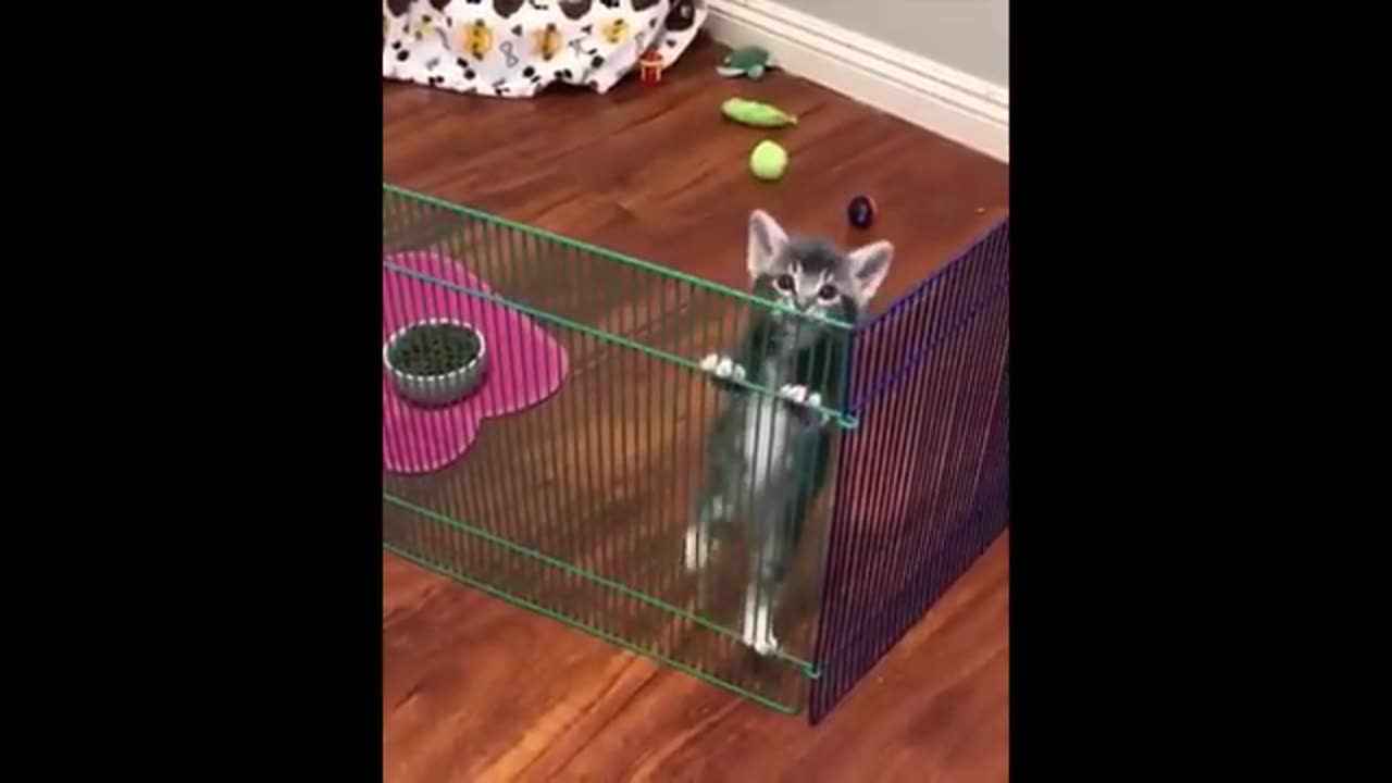 Cute baby animals Videos Compilation cute moment of the animals