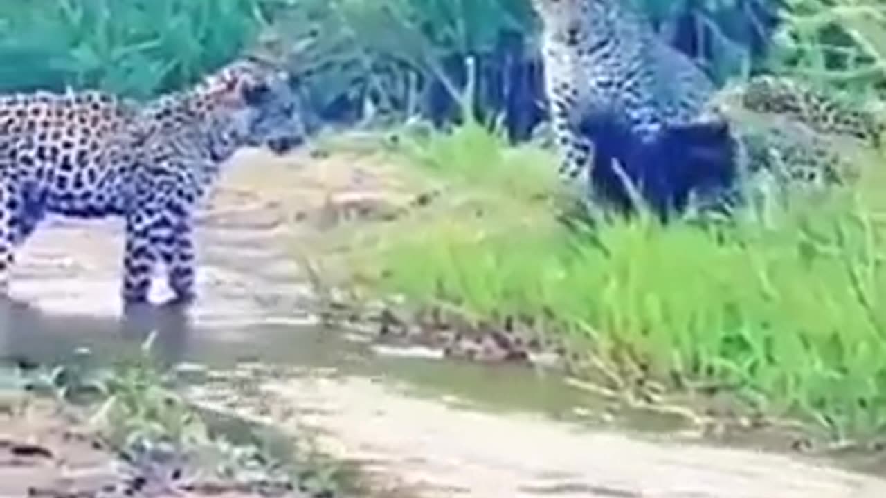 Honey Badger against 3 Leopards.