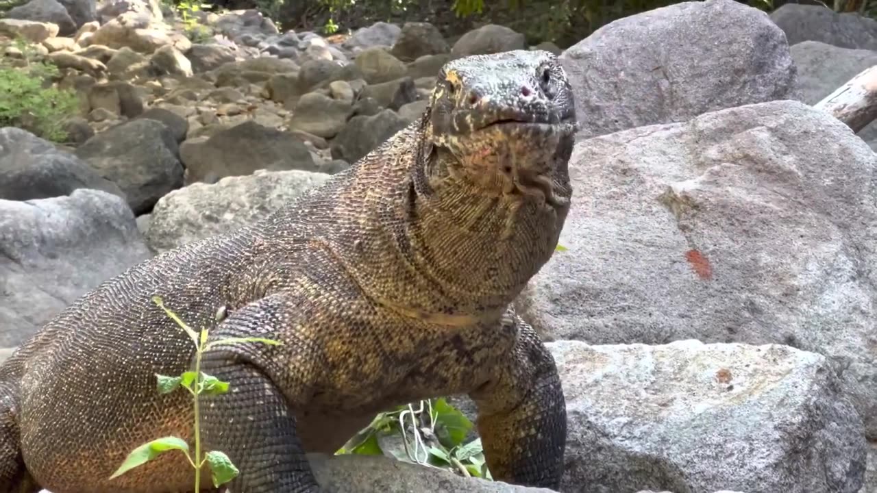 Komodo vs Wild Pig